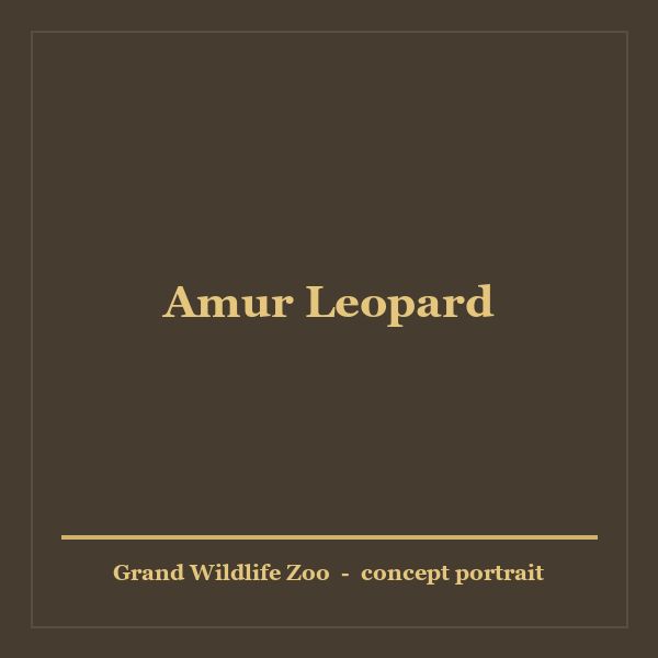 Amur Leopard portrait
