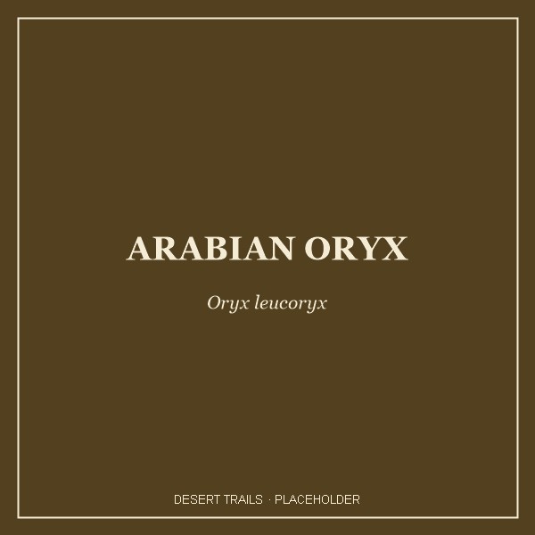 Arabian Oryx portrait