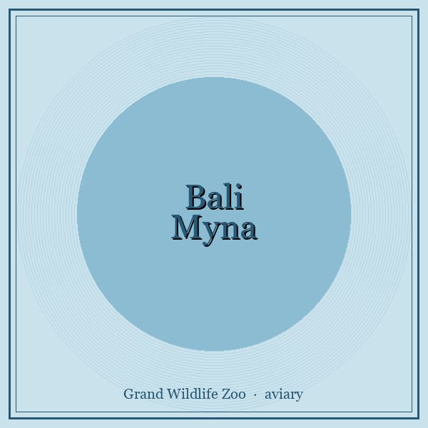 Bali Myna portrait