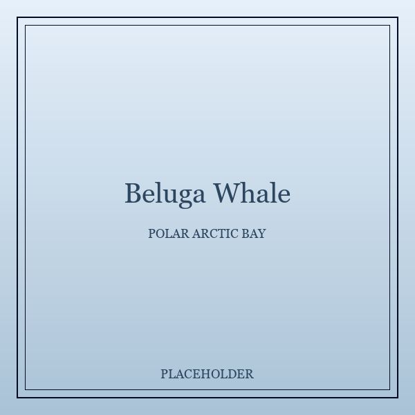 Beluga Whale portrait