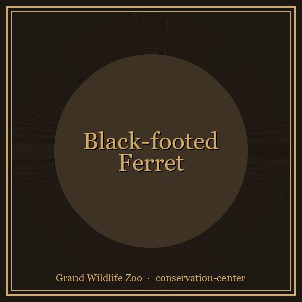 Black-footed Ferret portrait