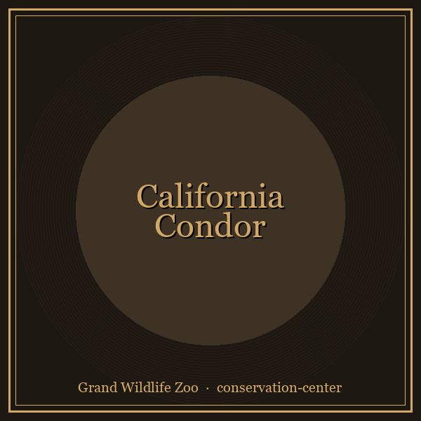 California Condor portrait