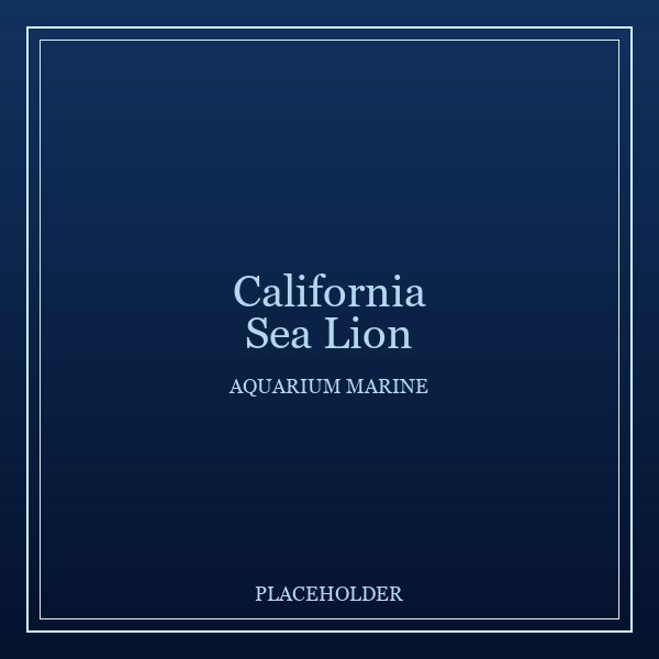 California Sea Lion portrait