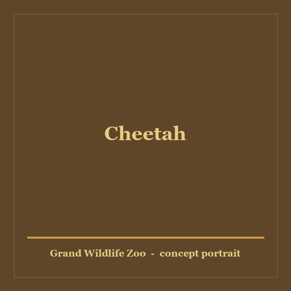Cheetah portrait