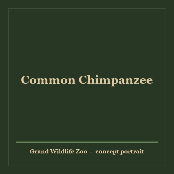 Common Chimpanzee portrait
