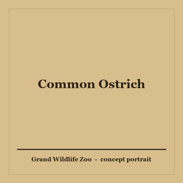 Common Ostrich portrait
