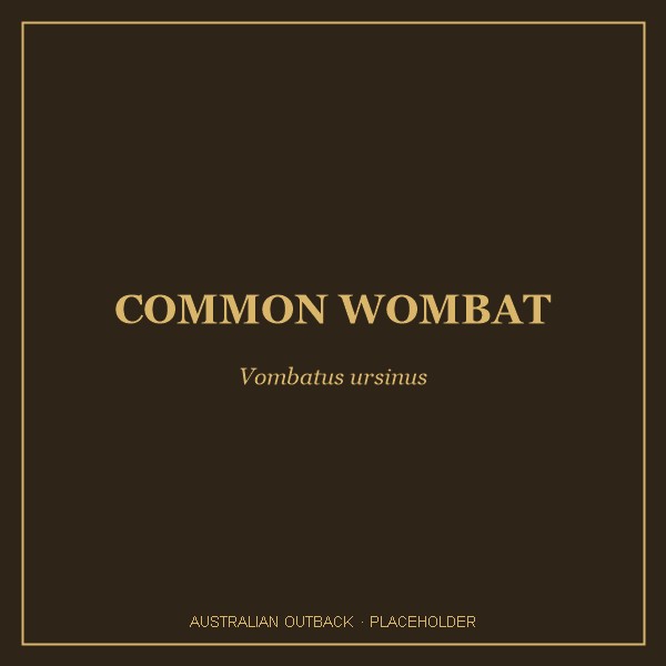 Common Wombat portrait