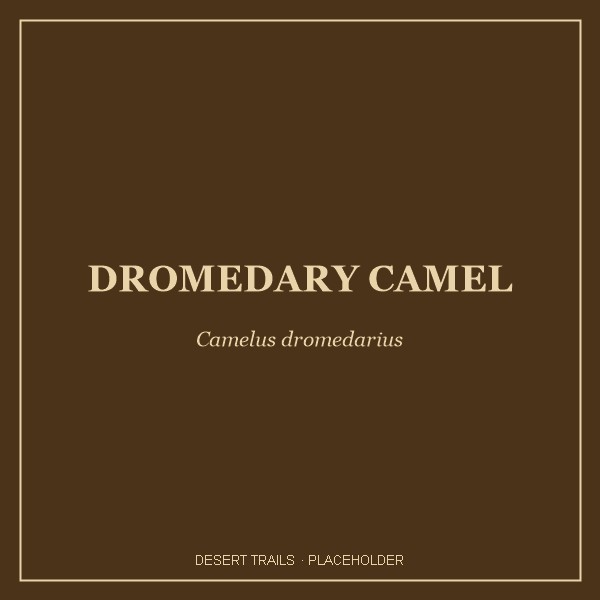Dromedary Camel portrait