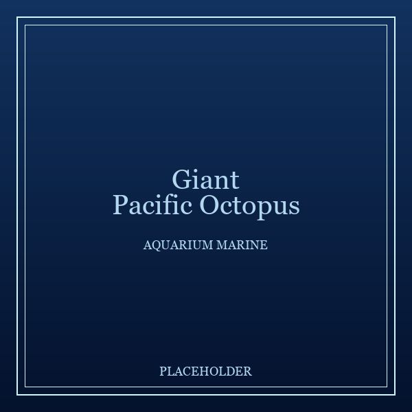 Giant Pacific Octopus portrait