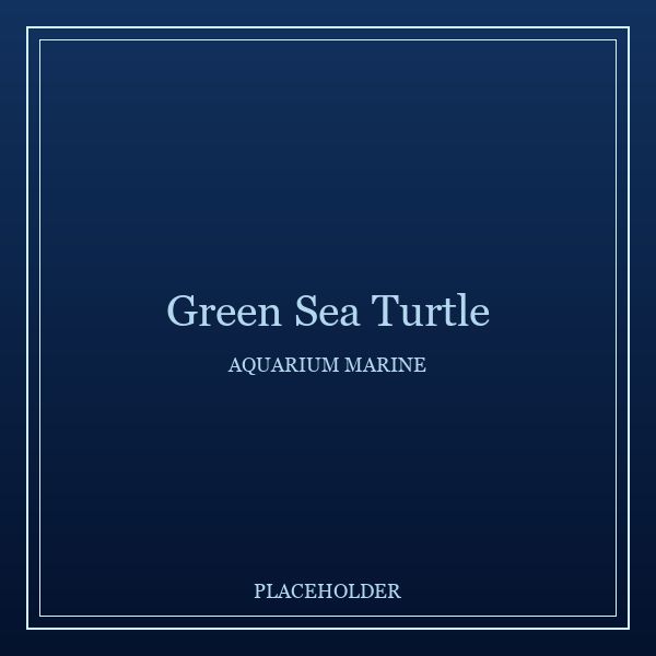 Green Sea Turtle portrait