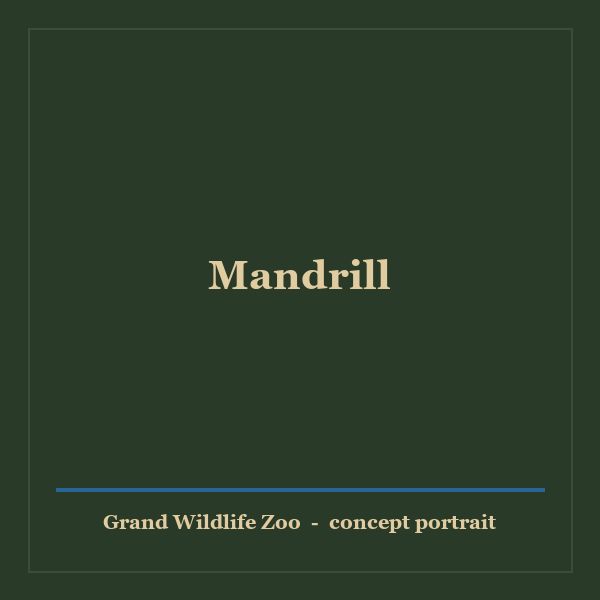 Mandrill portrait