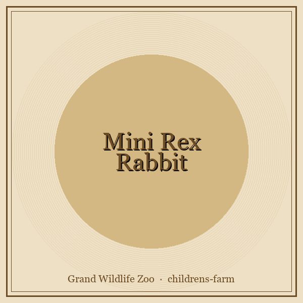 Mini Rex Rabbit portrait