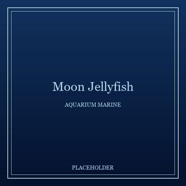 Moon Jellyfish portrait