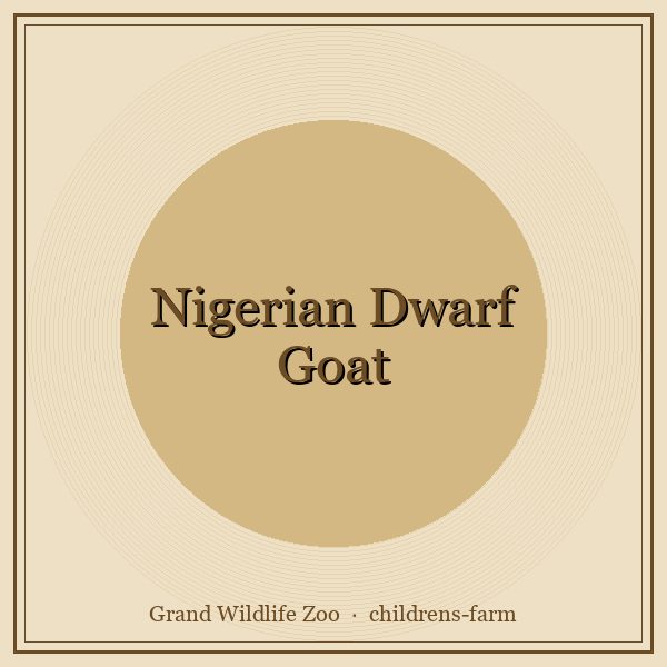 Nigerian Dwarf Goat portrait
