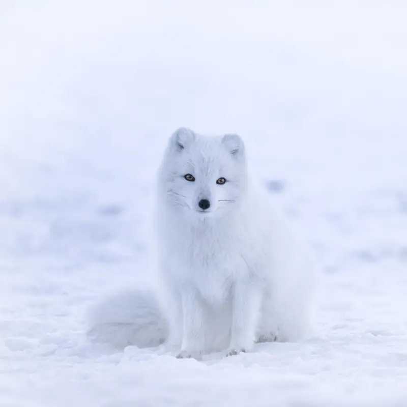 Portrait of a Arctic Fox