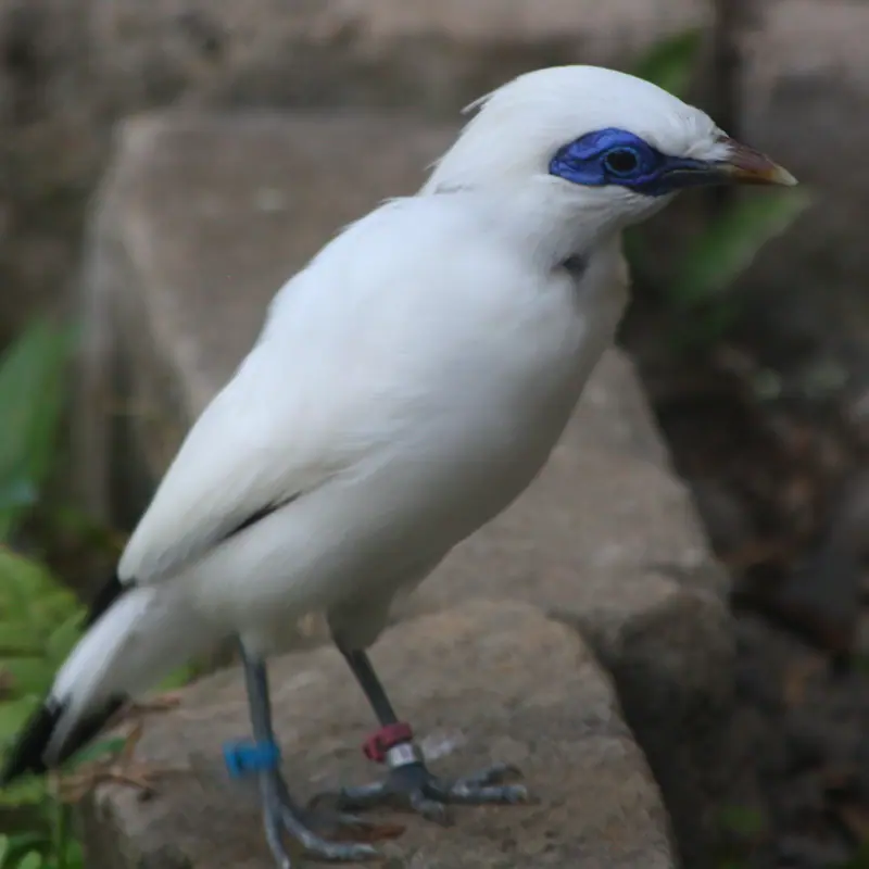 Bali Myna portrait