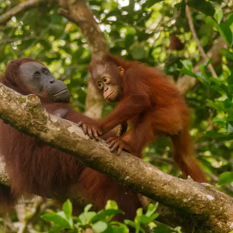 Bornean Orangutan portrait