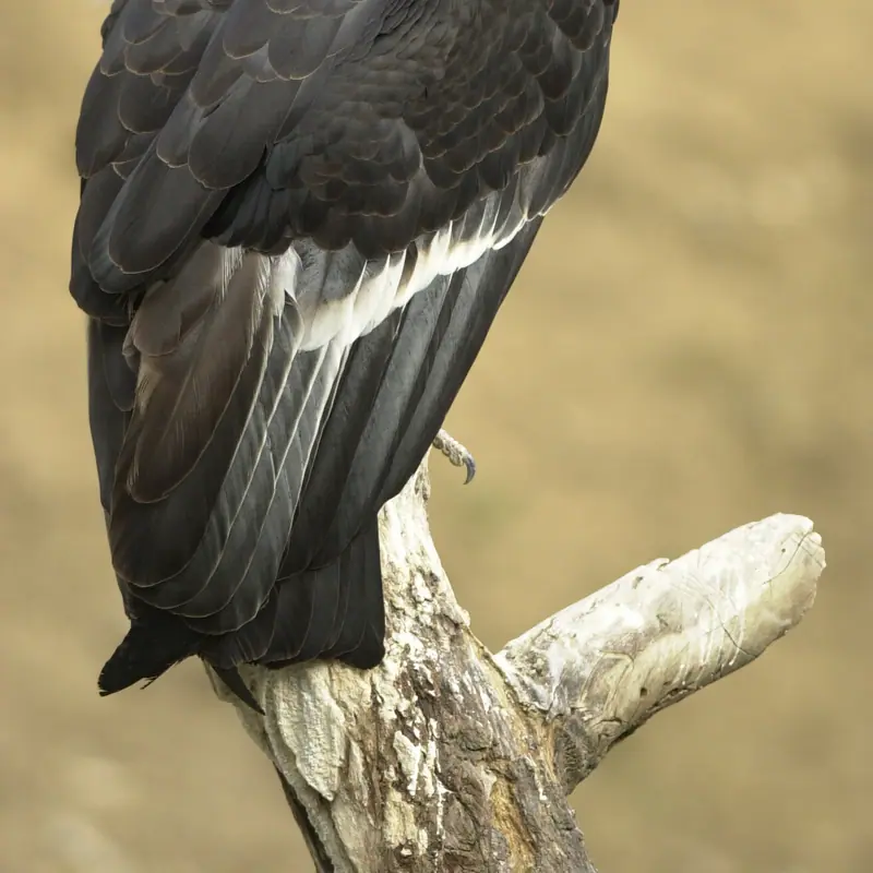 California Condor portrait