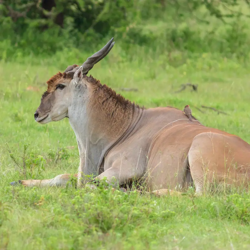 Common Eland portrait