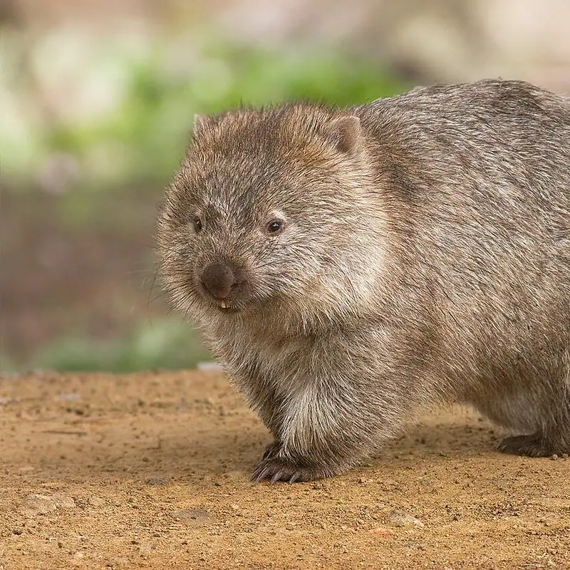 Common Wombat portrait