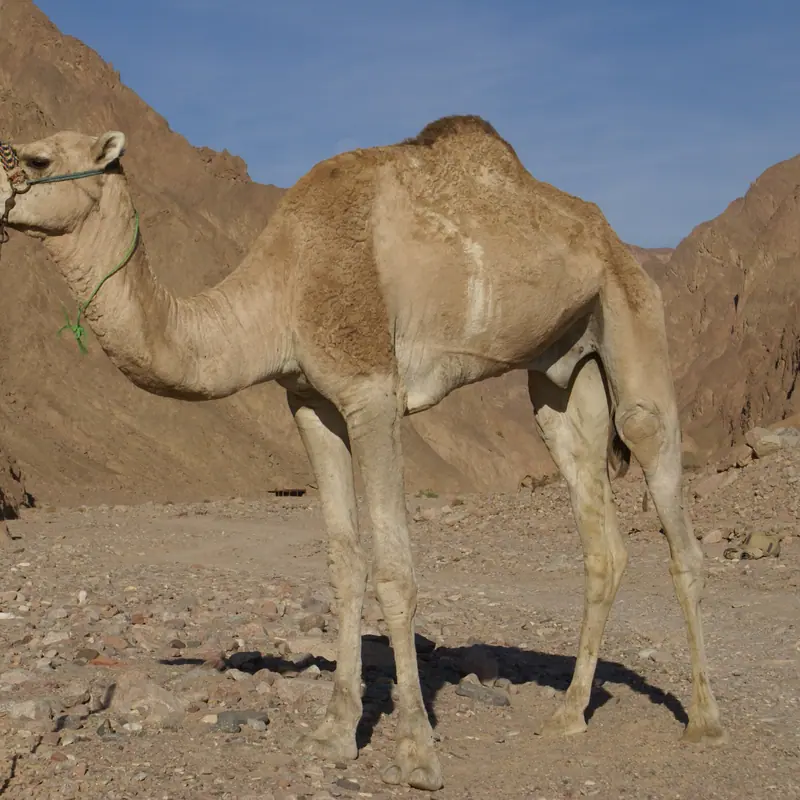 Dromedary Camel portrait