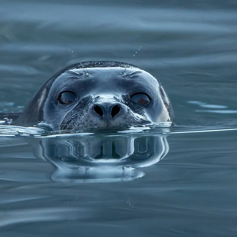 Harbor Seal portrait