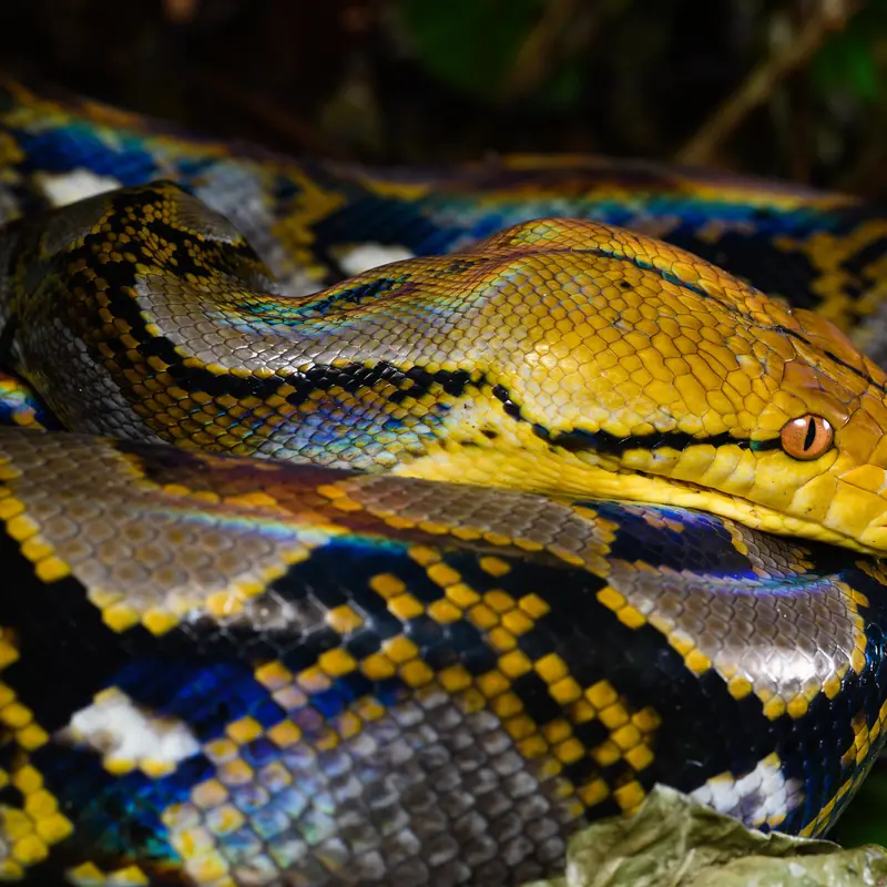 Reticulated Python portrait