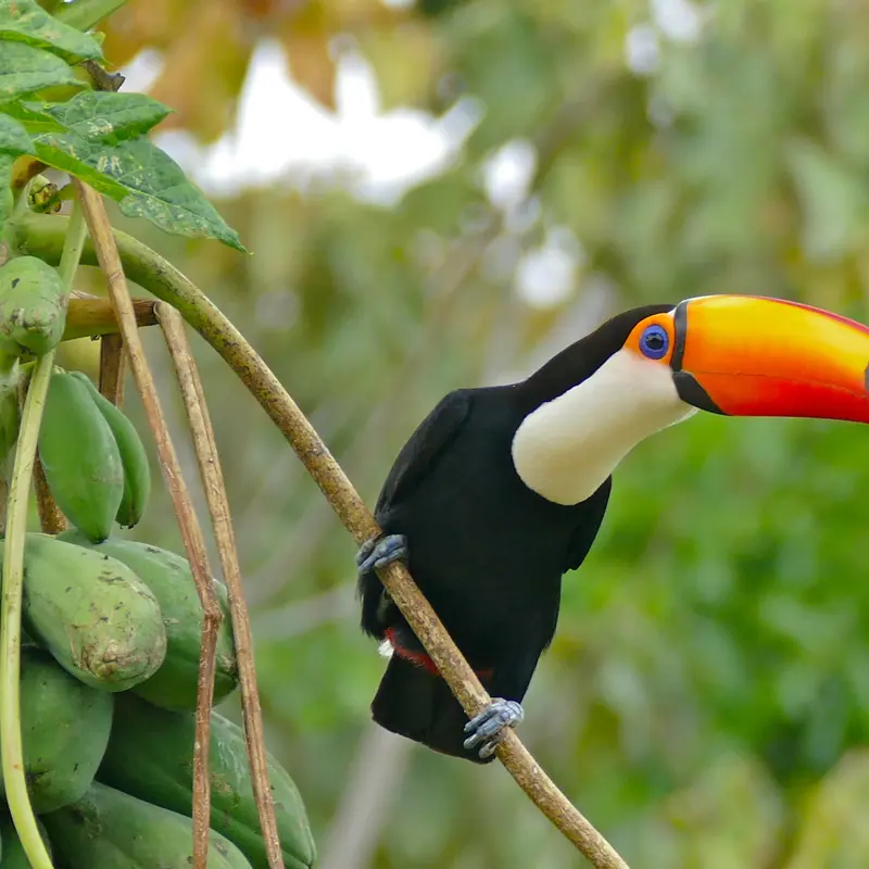 Toco Toucan portrait
