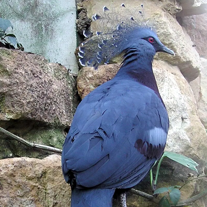 Victoria Crowned Pigeon portrait