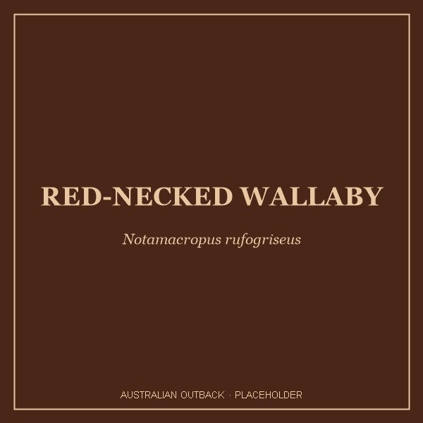Red-necked Wallaby portrait