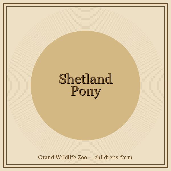 Shetland Pony portrait