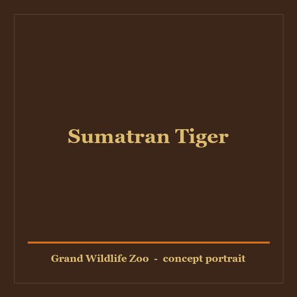 Sumatran Tiger portrait
