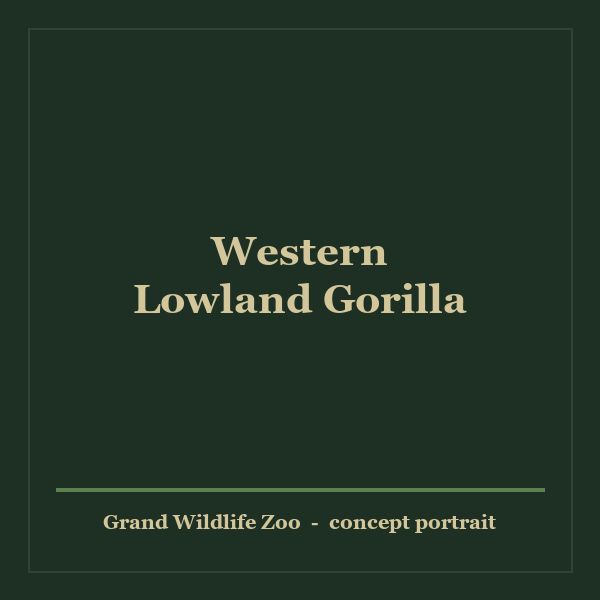 Western Lowland Gorilla portrait